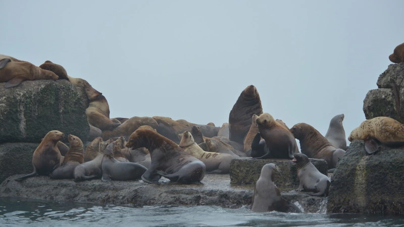 Дети призывают сахалинцев спасти сивучей от смертоносных ошейников. ВИДЕО