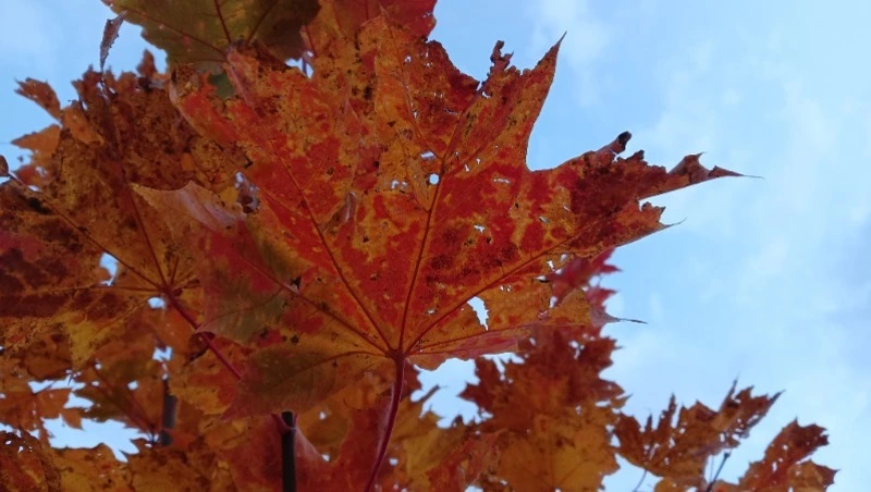 Ветер и небольшие осадки спрогнозировали в Сахалинской области на 17 октября