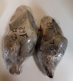 Фотофакт: курица с черным мясом появилась в продаже на Сахалине