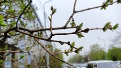 Сахалин и Курилы ждут дожди и плюсовые температуры 11 марта