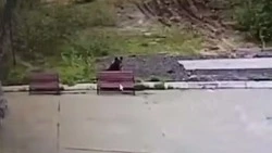 Любопытный медведь напугал сотрудника аэропорта в Охе