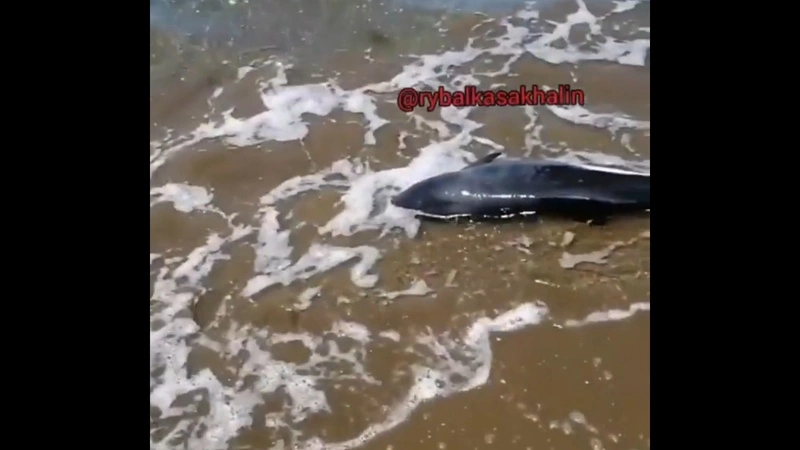 Сахалинские рыбаки помогли умирающему дельфину вернуться в воду