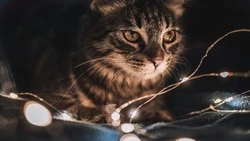 Жителей Южно-Сахалинска оставят без электричества 7 августа