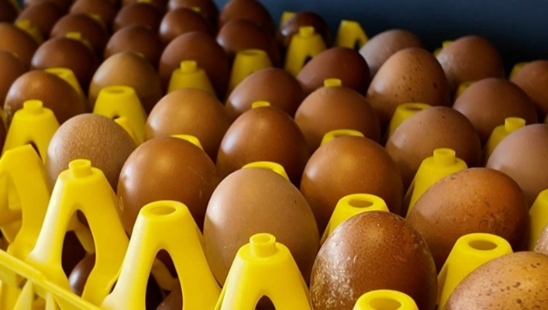 Единственная в области птицефабрика «Островная» наращивает темпы производства - Центр внимания 21.03.26