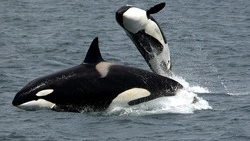 Российские и зарубежные ученые призвали запретить отлов косаток на Дальнем Востоке в 2019 году