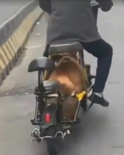 Китайский изобретатель встроил в качестве двигателя на велосипед свою собаку