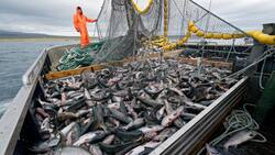 Налоги для рыбопромышленников пересмотрят впервые за 10 лет. Это затронет Сахалин