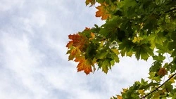 Осадки отступят, а воздух прогреется до +24 градусов в Южно-Сахалинске 4 сентября