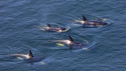 Власти запретили вылов китов и дельфинов. Мишустин назвал условие для получения разрешения
