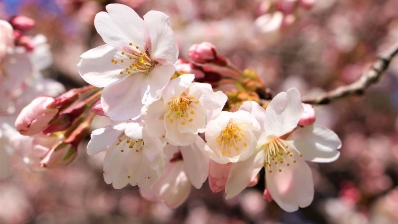 ПАЗЛЫ: Цветущая сакура