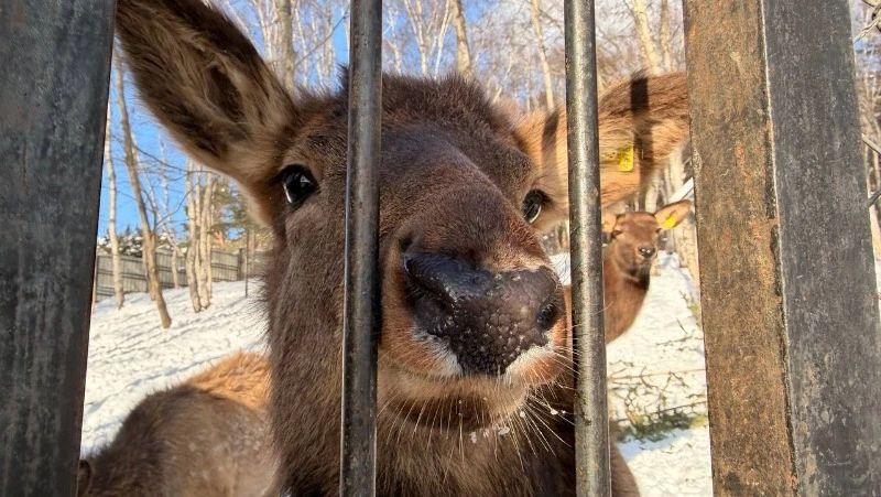 «Беби-бум» и новые соседи: в Сахалинском зоопарке большое пополнение