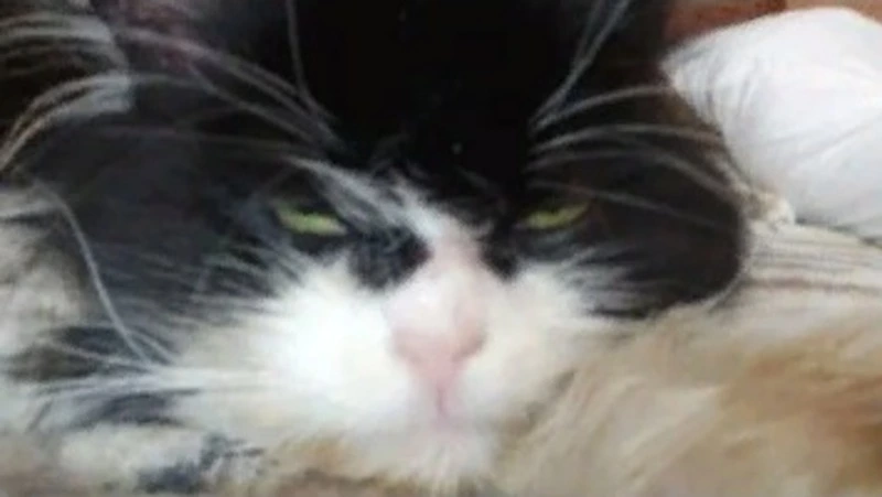 «Коллекционеры оценят»: кота за 9,5 млн рублей выставили на продажу в России 