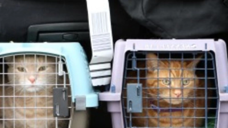 Более 60 сахалинских кошек и собак выезжали за рубеж в 2022 году