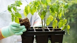 Когда сажать помидоры на рассаду в 2025 году: смотрим лунный календарь