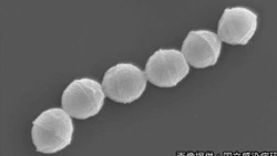 В Японии распространяется опасный штамм стрептококка