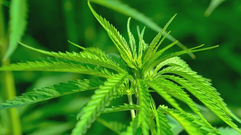 В Аниве полицейские поймали на берегу реки местного жителя с охапкой конопли