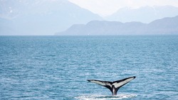 Ученые из девяти стран просят Росприроднадзор запретить ловлю китообразных в 2020 году