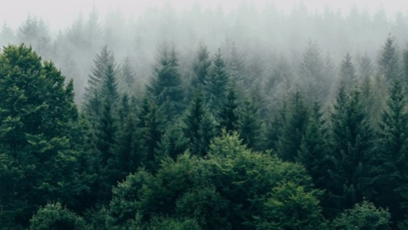 Спасатели ликвидировали лесной пожар в Холмске 