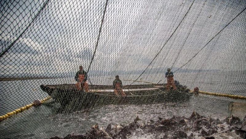 СМИ: Япония не смогла договориться с Россией о ловле рыбы возле Курил