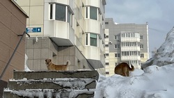 Собак без чипов отловят в жилом дворе на проспекте Победы в Южно-Сахалинске