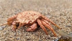  Фантомного производителя краба разоблачили на Сахалине