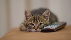 Десятки улиц в Южно-Сахалинске останутся без света 14 апреля