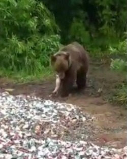 Взрослого медведя покормили рыбьими отходами из машины на Курилах