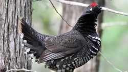 Лунский залив