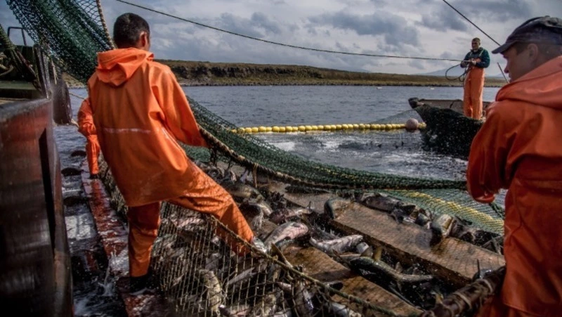 Новые правила по добыче лососей установили на Сахалине