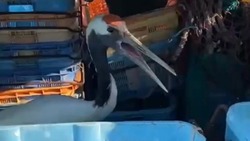 Рыбаки спасли японского журавля на Кунашире