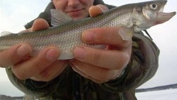 Сахалинцам и курильчанам напомнили об опасных паразитах