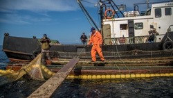 Рыбаки Сахалина и Курил за неделю добыли 418 тонн лососей