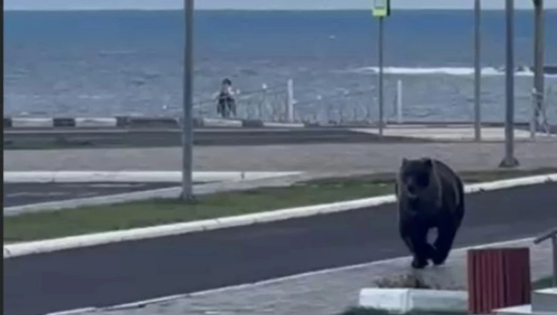 Упитанный медведь пробежал по центру Курильска