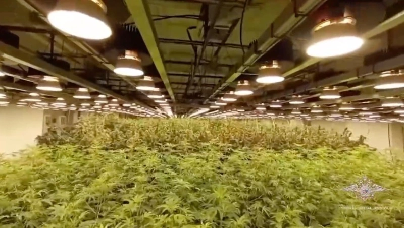 Крупную ферму по выращиванию конопли нашли в закрытой школе под Кемеровом