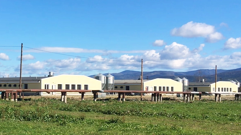 На 300 тысяч голов больше. Бройлеры сахалинской птицефабрики получат новый дом