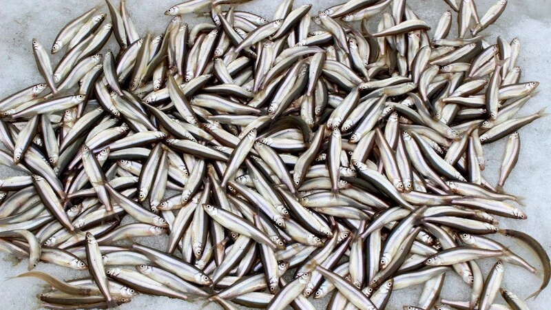 Сахалинским рыбакам запретили уносить со льда больше 300 корюшек