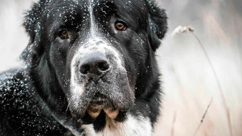 Сахалинцы не дали иностранным рабочим съесть алабая