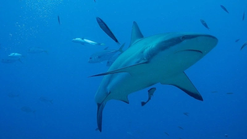 Акул-людоедов хотят запустить в акваторию  вокруг  Курильских островов