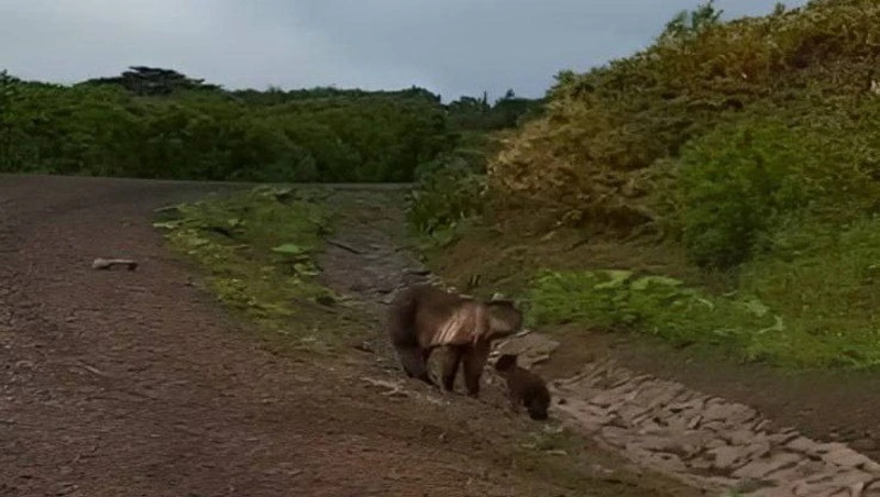 Очевидец заснял медведицу и медвежонка возле строящейся дороги на Курилах 