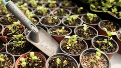 Посевной календарь на февраль 2025 года: благоприятные дни, что можно сажать