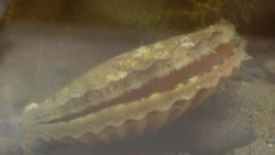 Рыбоводный участок в заливе Анива выставили на электронный аукцион 