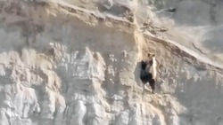 Медведь забрался на самый верх Белых скал на Итурупе
