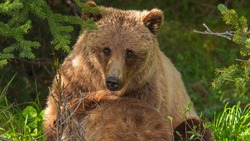 Встретиться с медведем на Сахалине и выжить: рекомендации спасателей