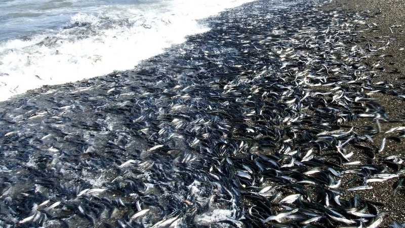 Сахалинцы на грузовиках вывозят уёк тоннами с побережья Томаринского района