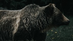 Взрослого медведя с разорванным боком отстрелили в Курильске