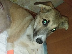 Сбитый скорой помощью щенок в Поронайске пришел в себя после третьей операции