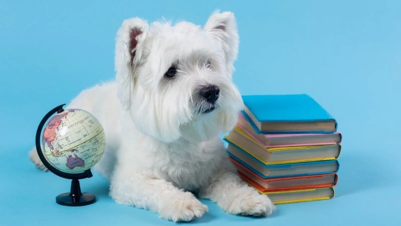 Тест для взрослых: проверьте себя на знание школьной программы