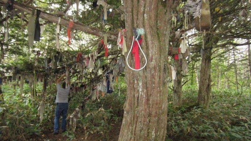 Суд по делу об убийстве на Курилах многовекового дерева счастья не состоялся