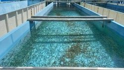 В реки Сахалина выпустят огромную колонию мальков кеты