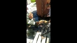 Бродячие собаки застряли в луже битума на юге Сахалина